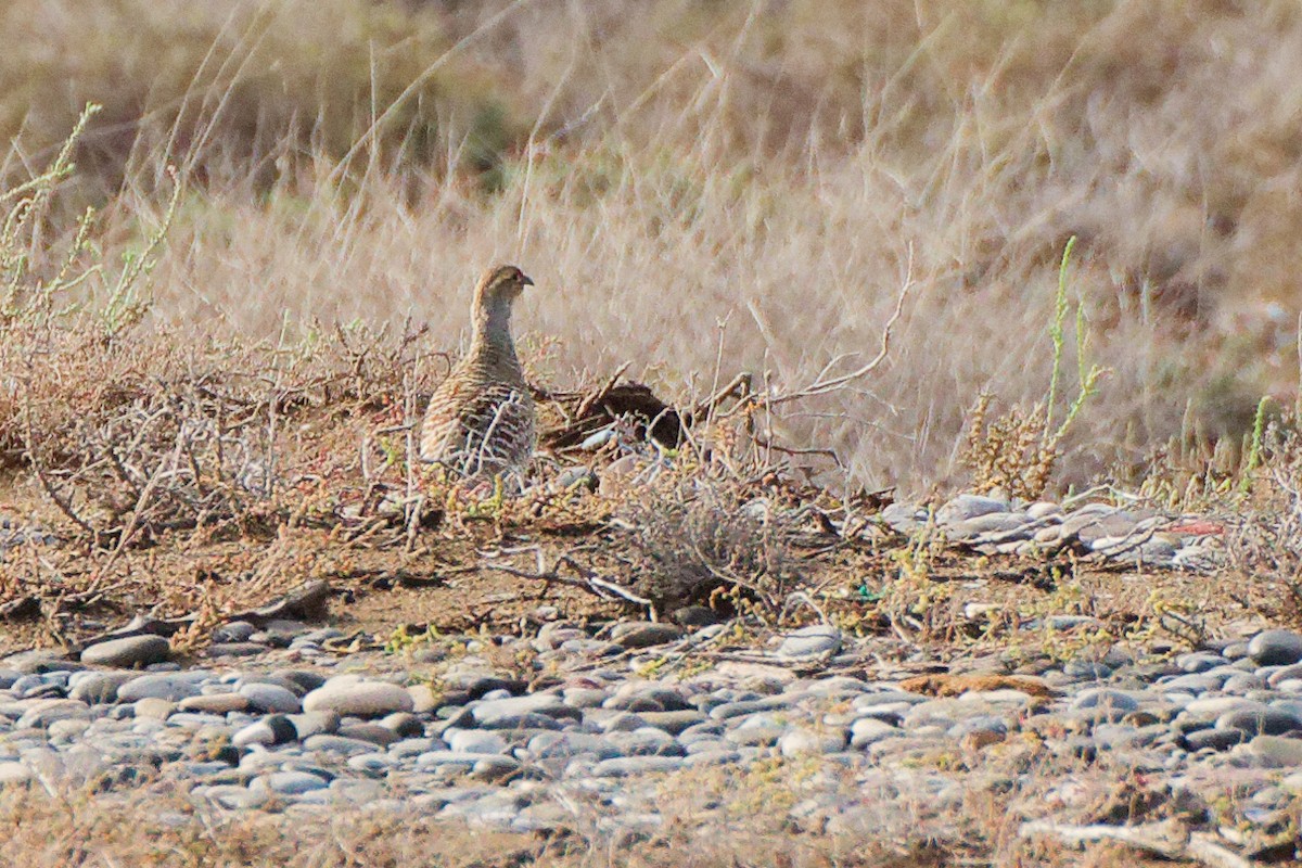 Gray Francolin - ML624467916