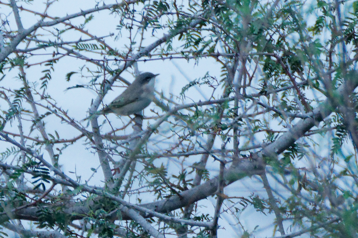 Lesser Whitethroat (halimodendri) - ML624467978