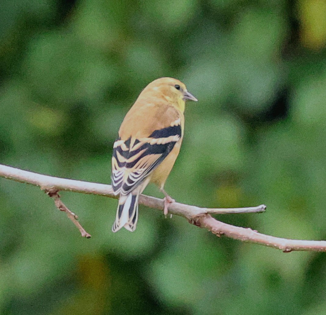 American Goldfinch - ML624468057