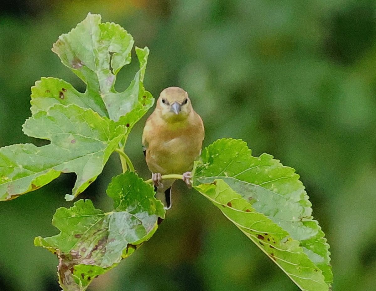 American Goldfinch - ML624468058
