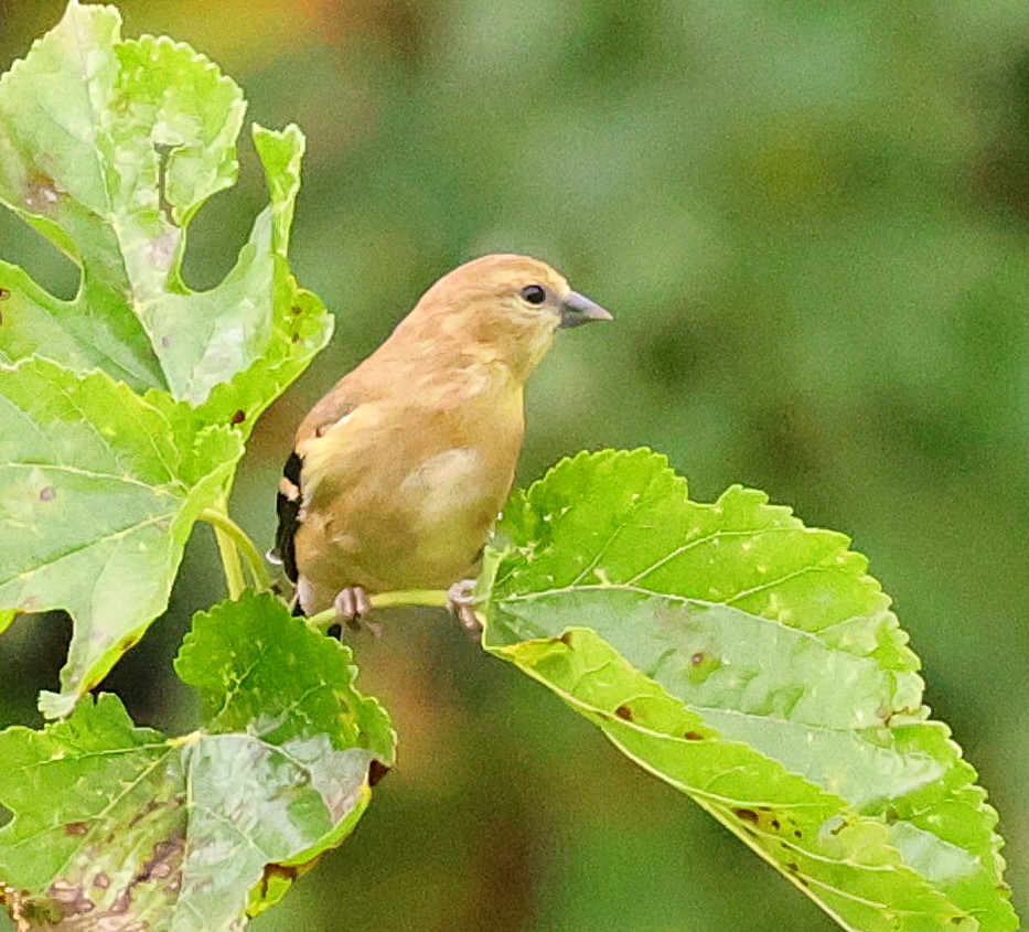 American Goldfinch - ML624468059