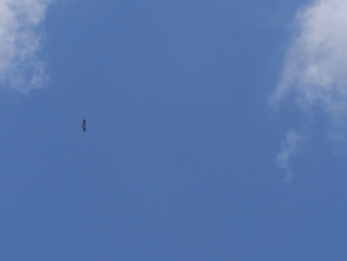 Short-tailed Hawk - Andrés Felipe Barrios Cuesta