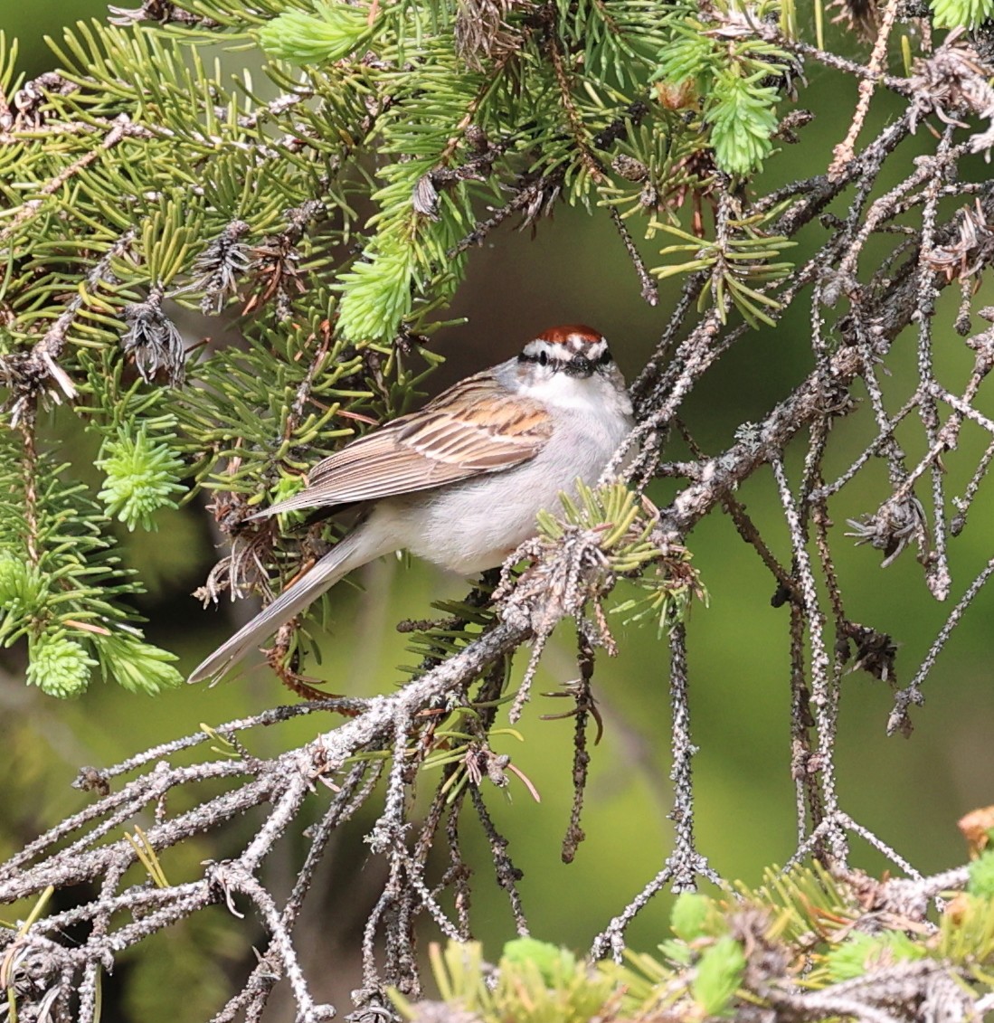 Chipping Sparrow - ML624468263