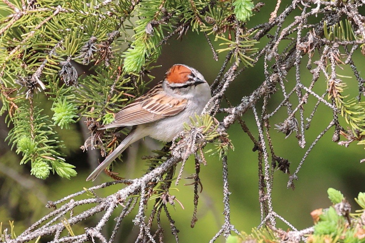 Chipping Sparrow - ML624468269
