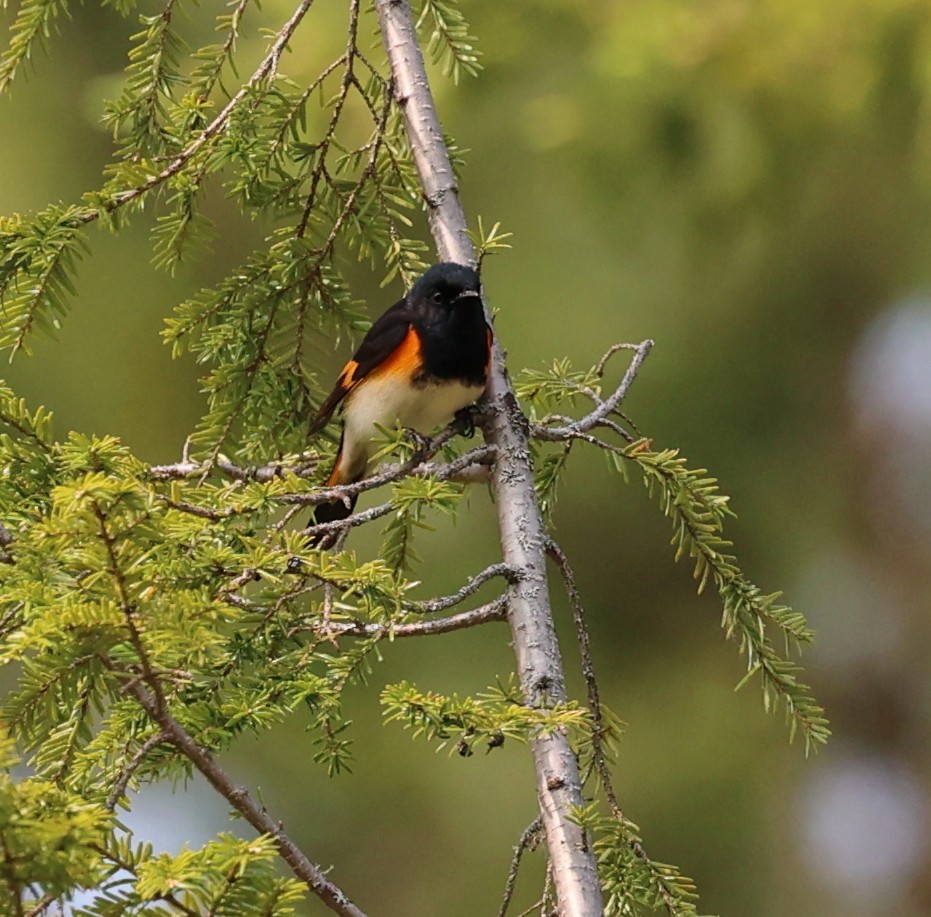 American Redstart - ML624468276