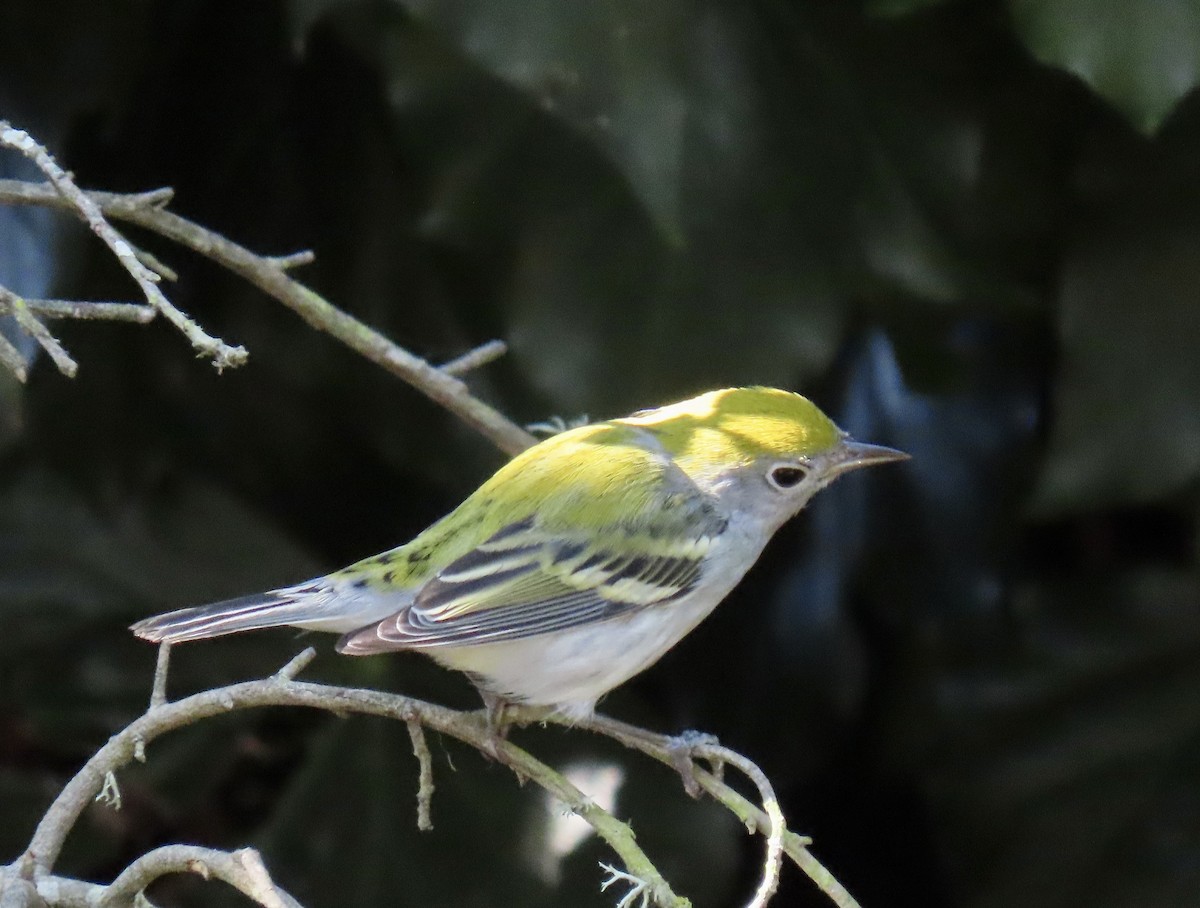 Chestnut-sided Warbler - ML624468406