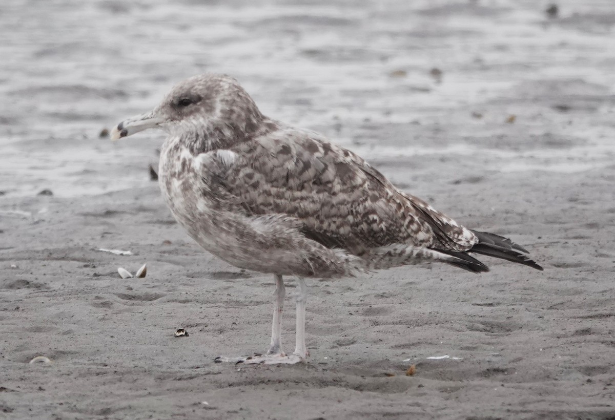 California Gull - Peter Burke