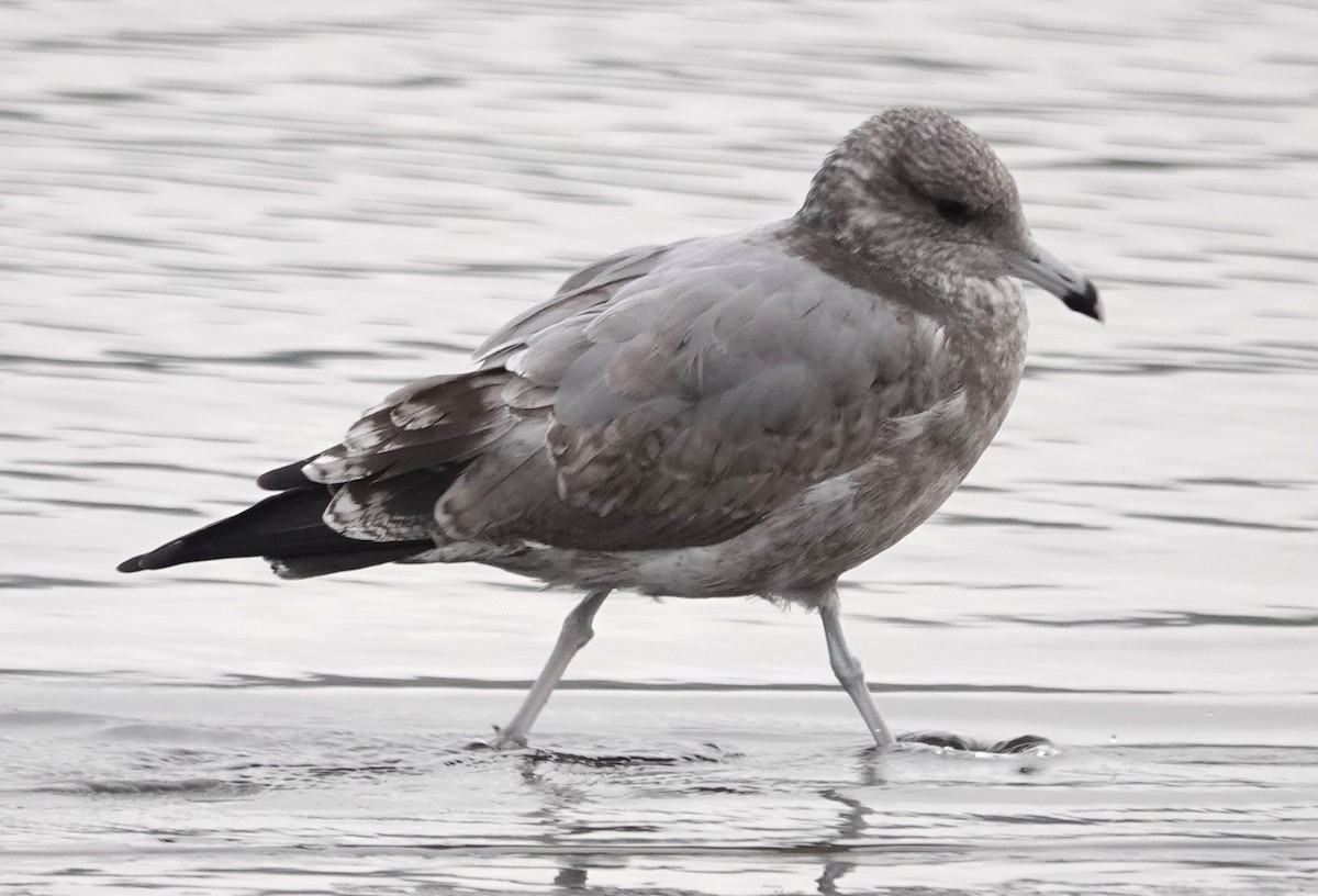 California Gull - Peter Burke