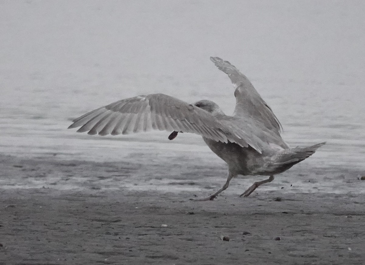 Goéland à ailes grises - ML624468536