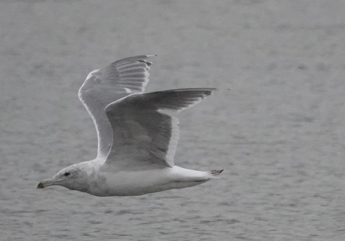 Goéland à ailes grises - ML624468539