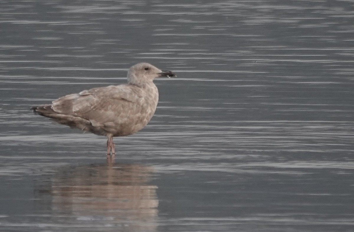 Hybride Goéland d'Audubon x G. à ailes grises - ML624468579