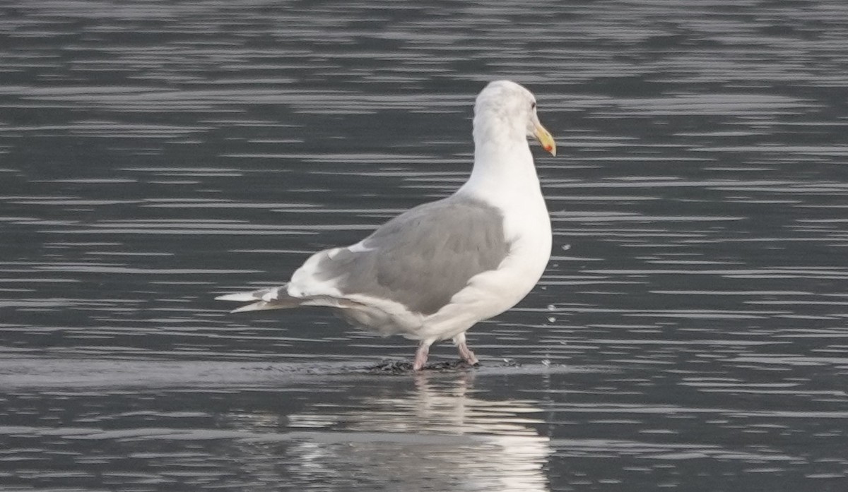 Hybride Goéland d'Audubon x G. à ailes grises - ML624468580