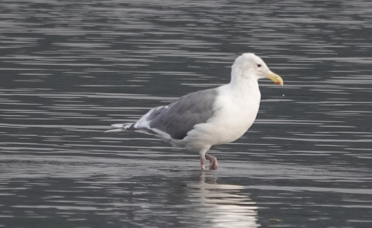 Hybride Goéland d'Audubon x G. à ailes grises - ML624468581