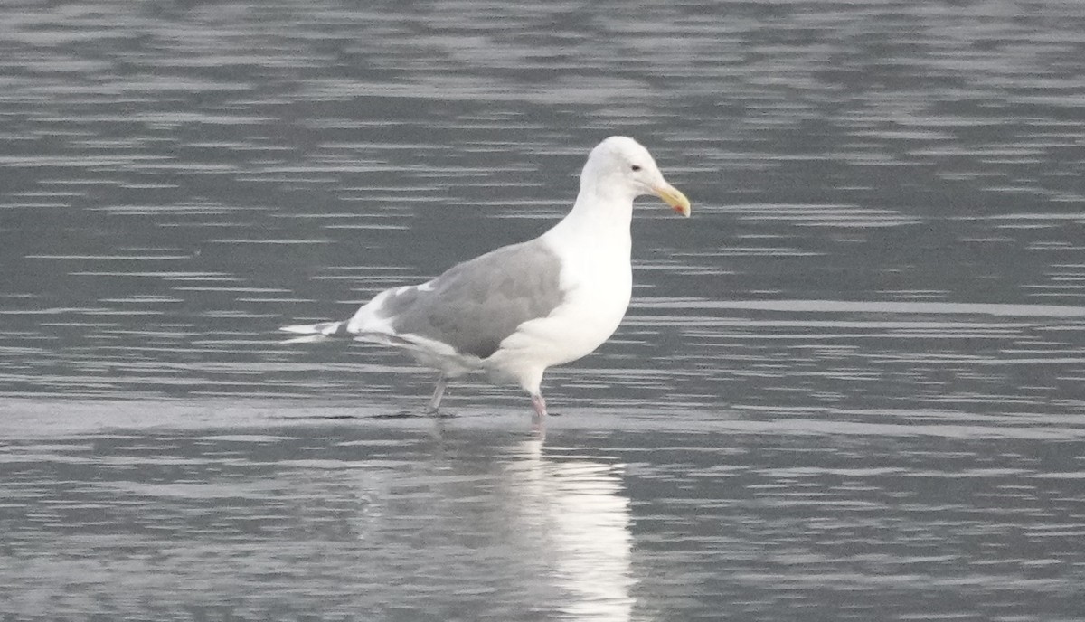 Western x Glaucous-winged Gull (hybrid) - Peter Burke