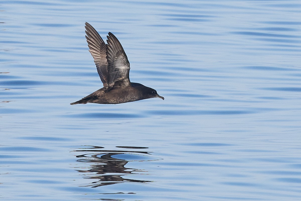 Sooty Shearwater - ML624468614