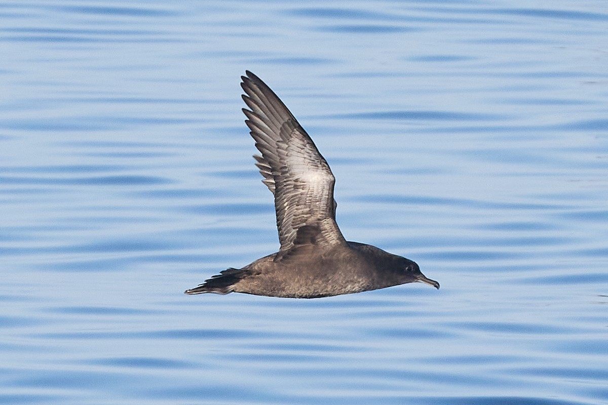 Sooty Shearwater - ML624468618