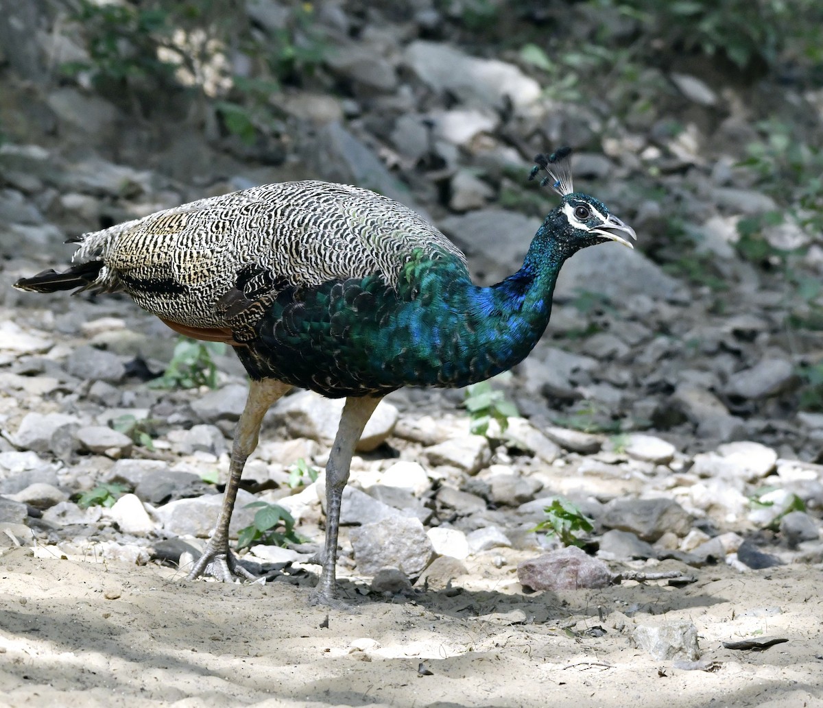 Indian Peafowl - ML624468749