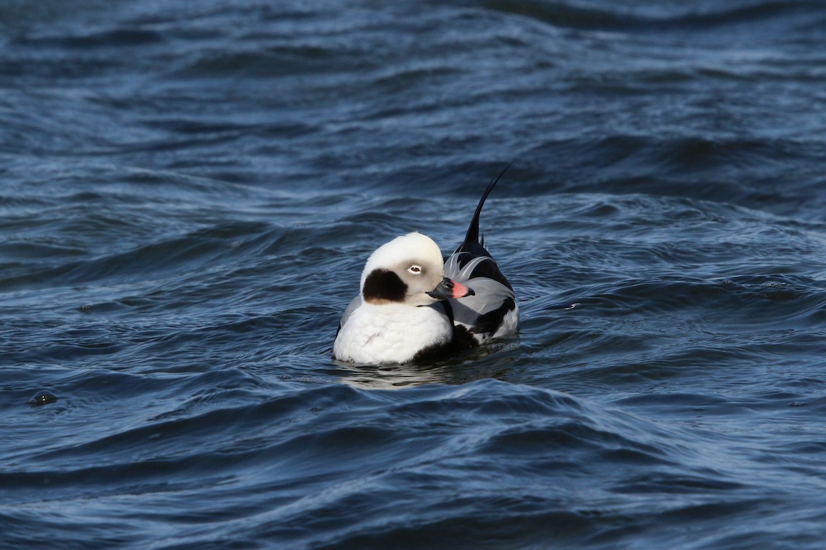 Long-tailed Duck - Lars Redetzke