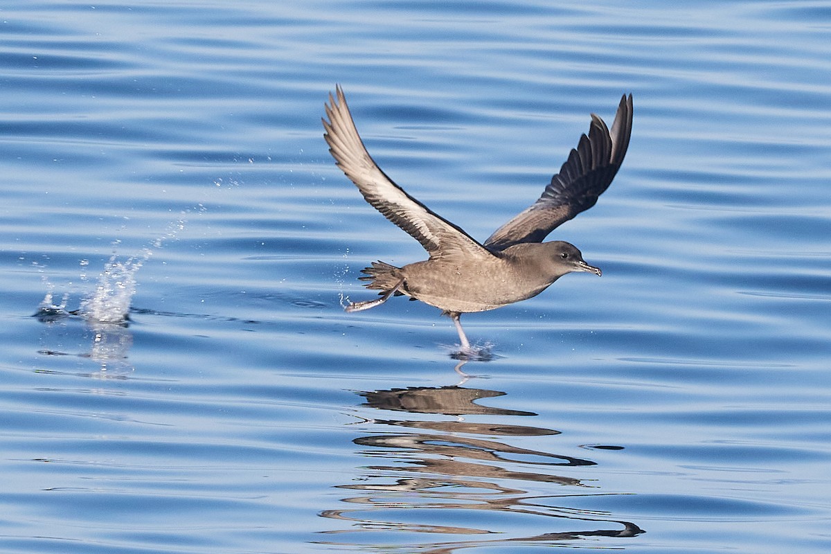 Sooty Shearwater - ML624468965