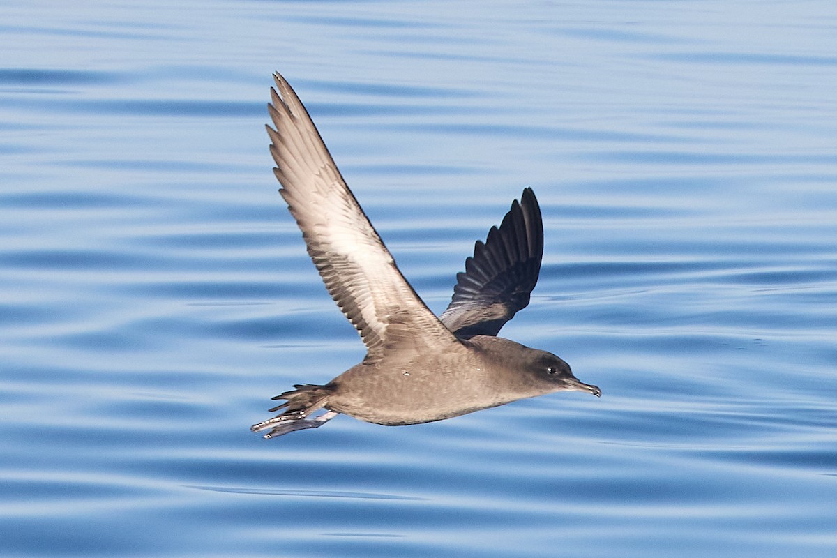 Sooty Shearwater - ML624468966