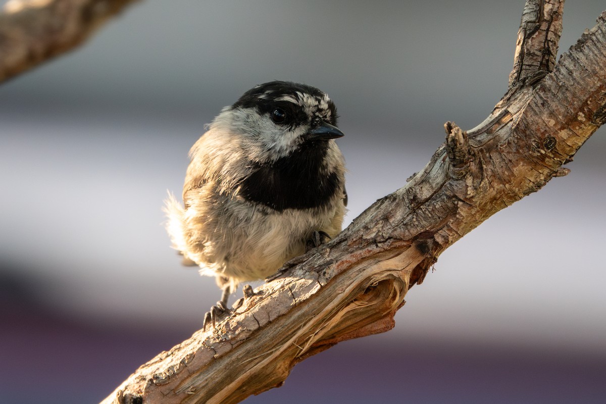 Mountain Chickadee - ML624468984