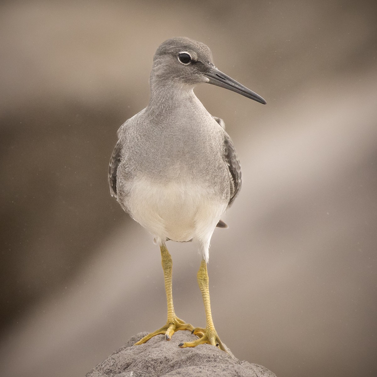 Wandering Tattler - ML624469147