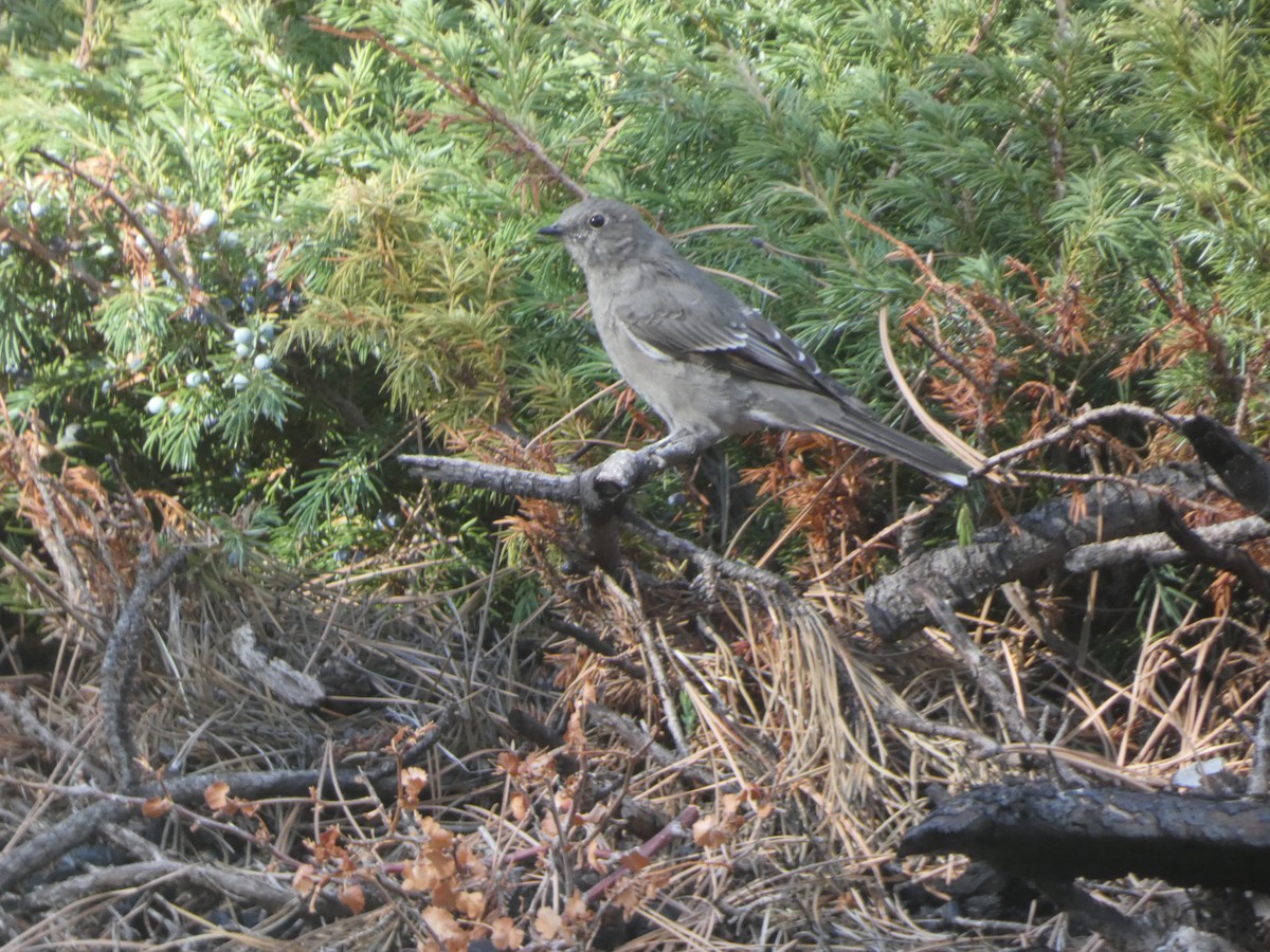 Townsend's Solitaire - Riley Lawson