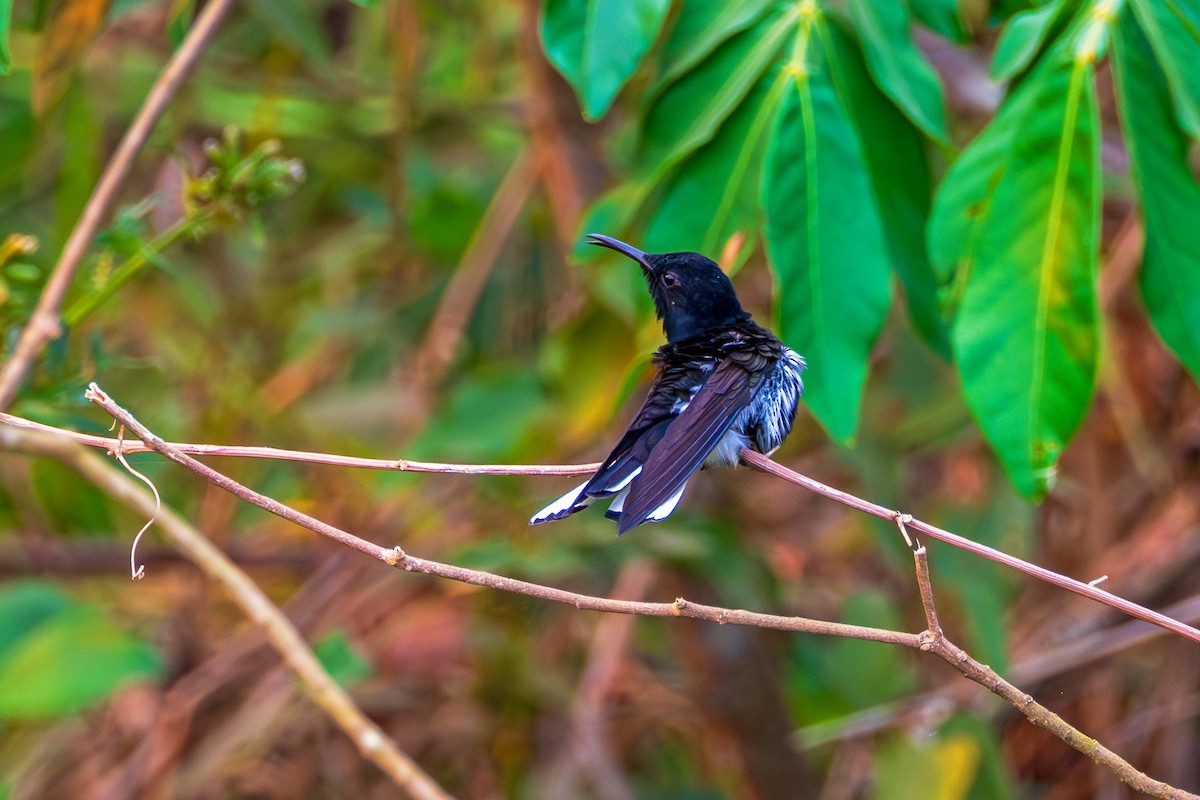 Колібрі-якобін чорний - ML624469411