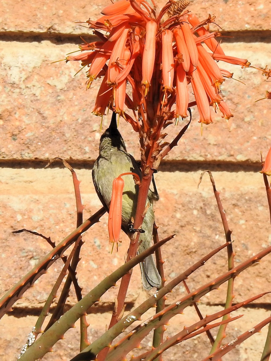 Greater Double-collared Sunbird - ML624469413