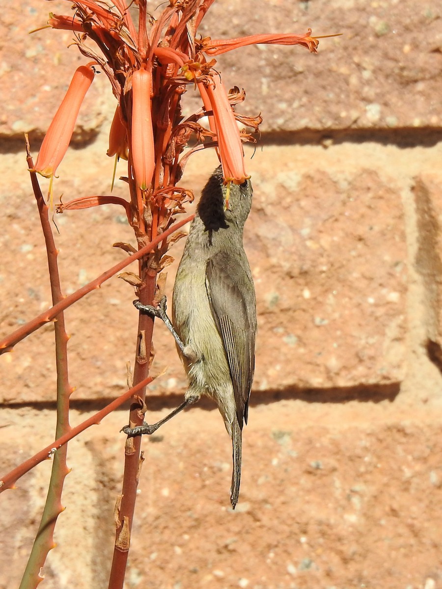 Greater Double-collared Sunbird - ML624469414