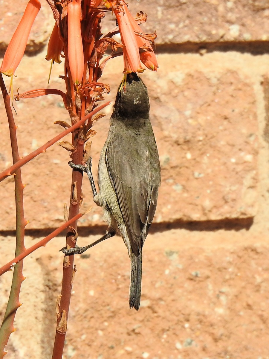 Greater Double-collared Sunbird - ML624469415