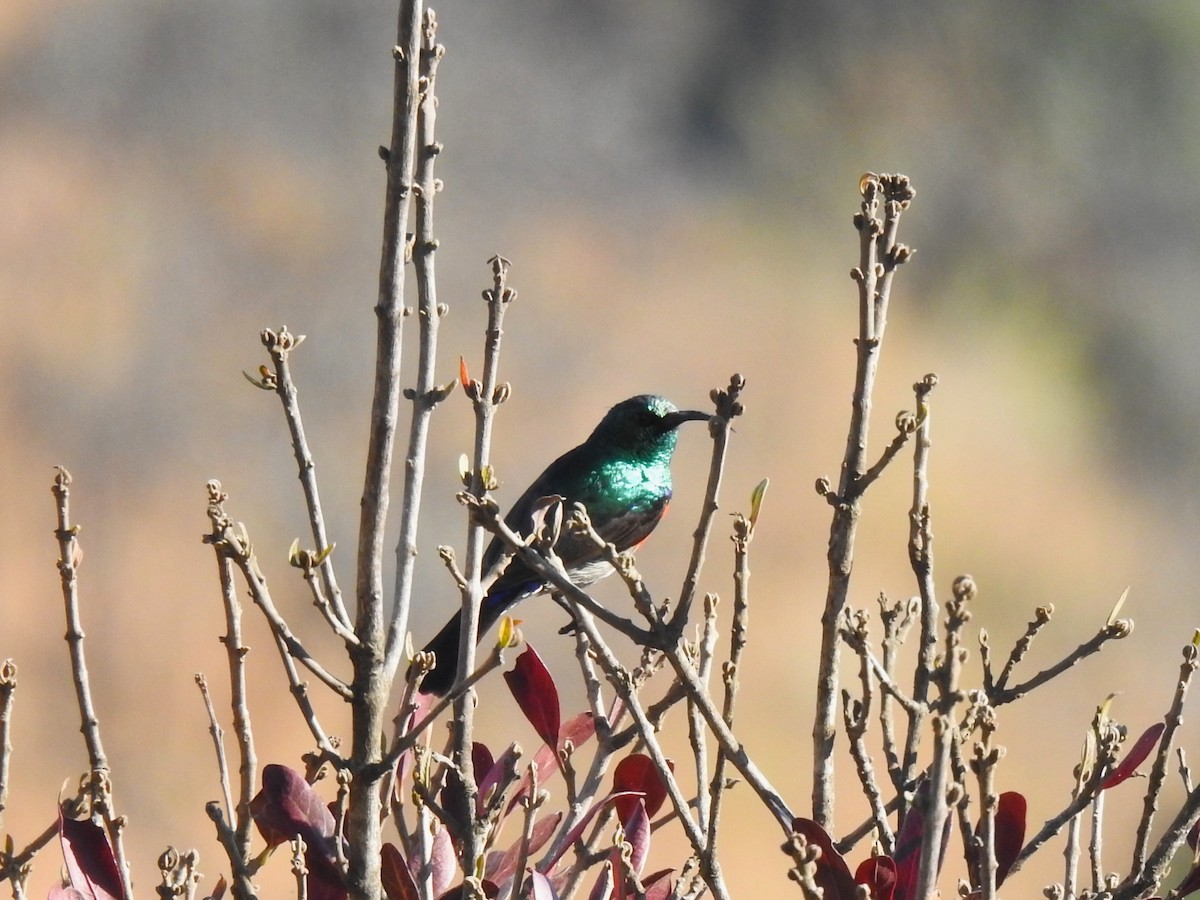 Greater Double-collared Sunbird - ML624469417