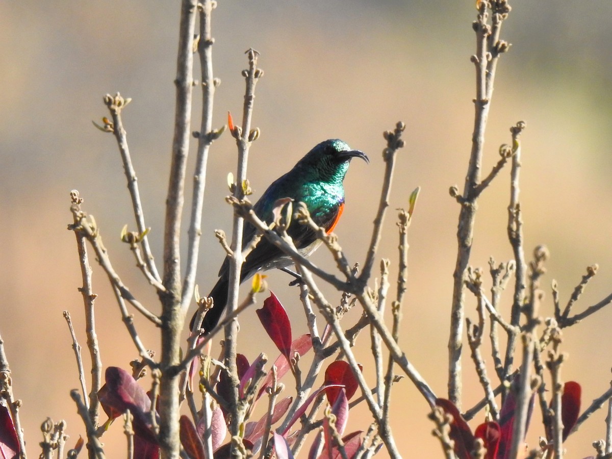 Greater Double-collared Sunbird - ML624469419