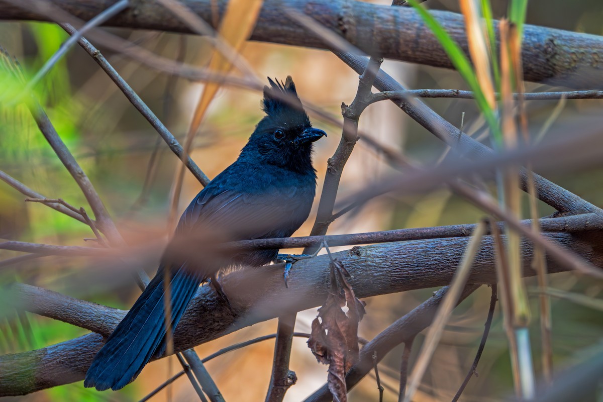 Кущівник червоноокий - ML624469420