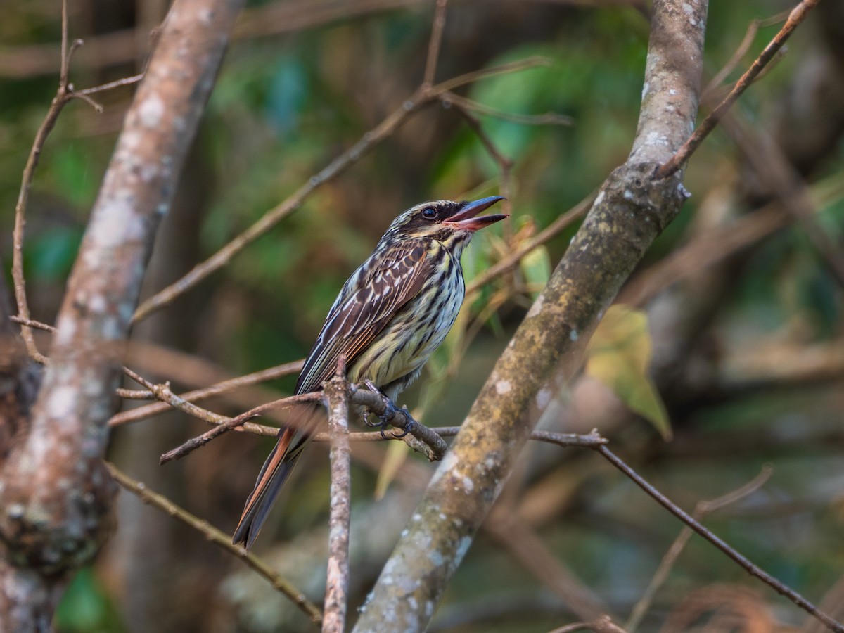 Тиран смугастий - ML624469425