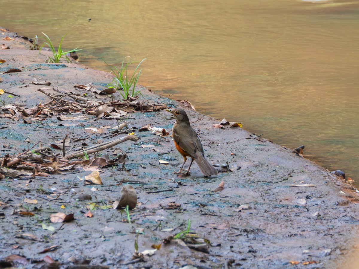 Дрізд рудочеревий - ML624469431