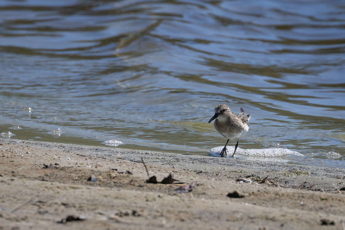 Baird's Sandpiper - ML624469535