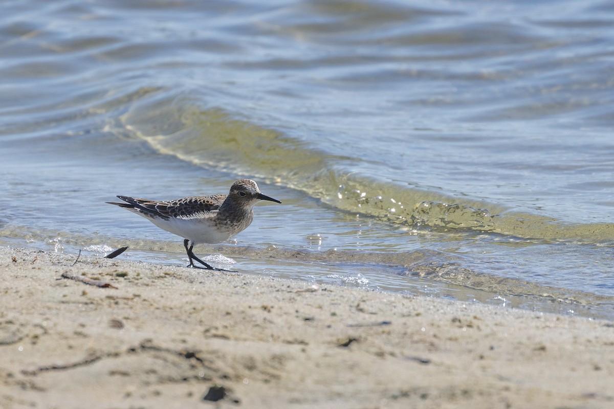 Baird's Sandpiper - ML624469536