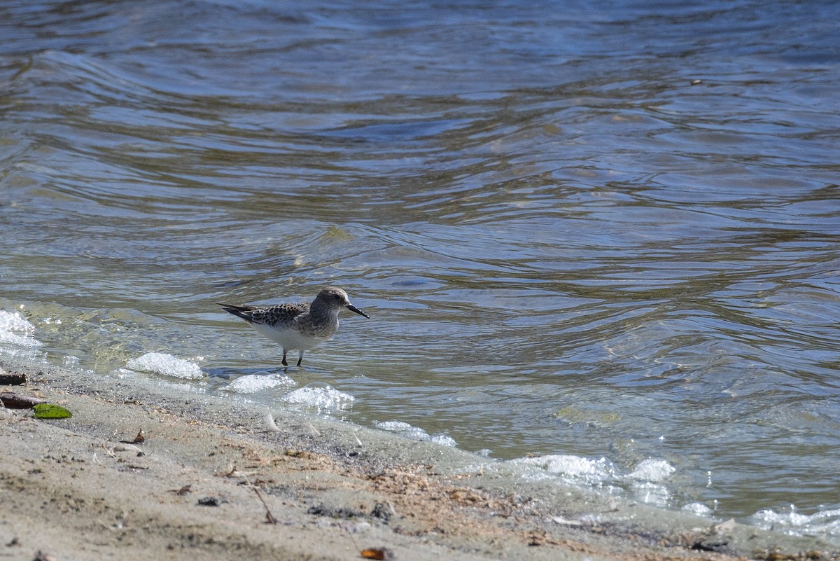 Baird's Sandpiper - ML624469537