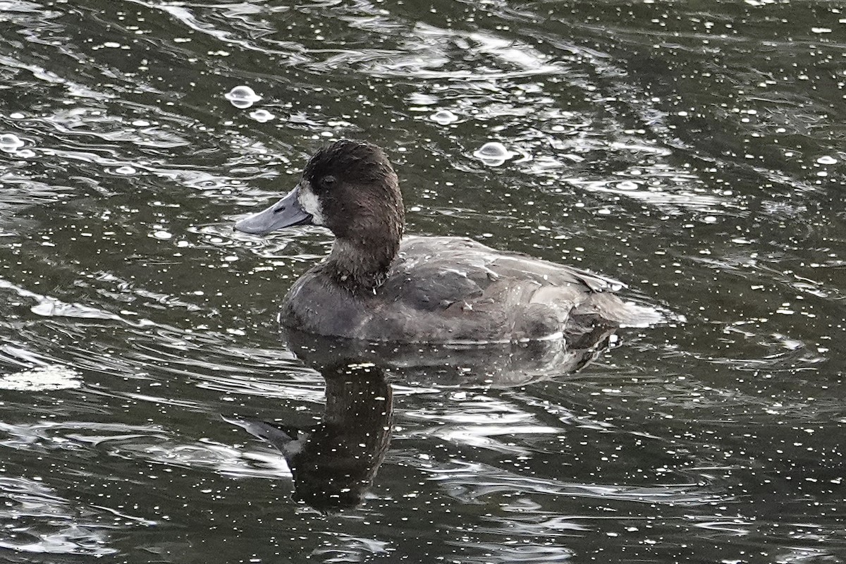 Lesser Scaup - ML624469569