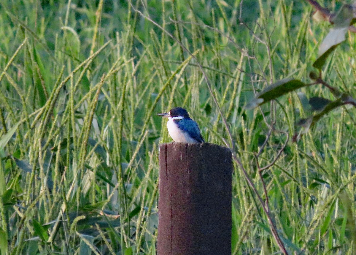 Forest Kingfisher - ML624469587