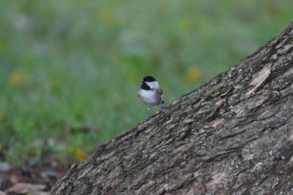 Carolina Chickadee - ML624469676