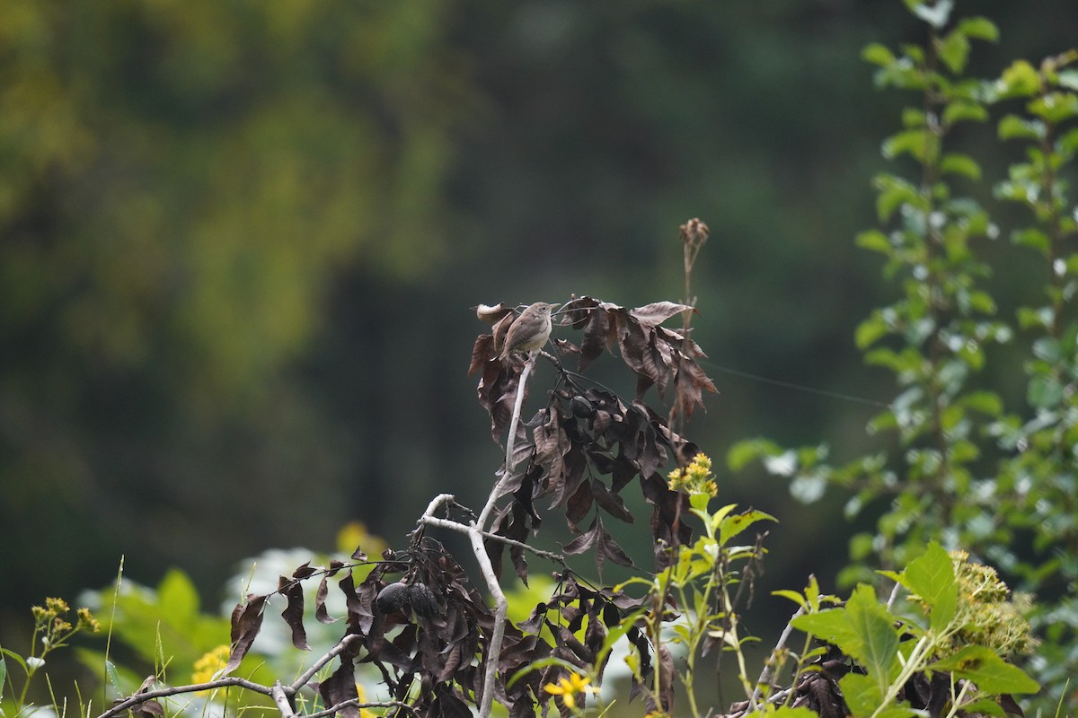 Northern House Wren - ML624469680
