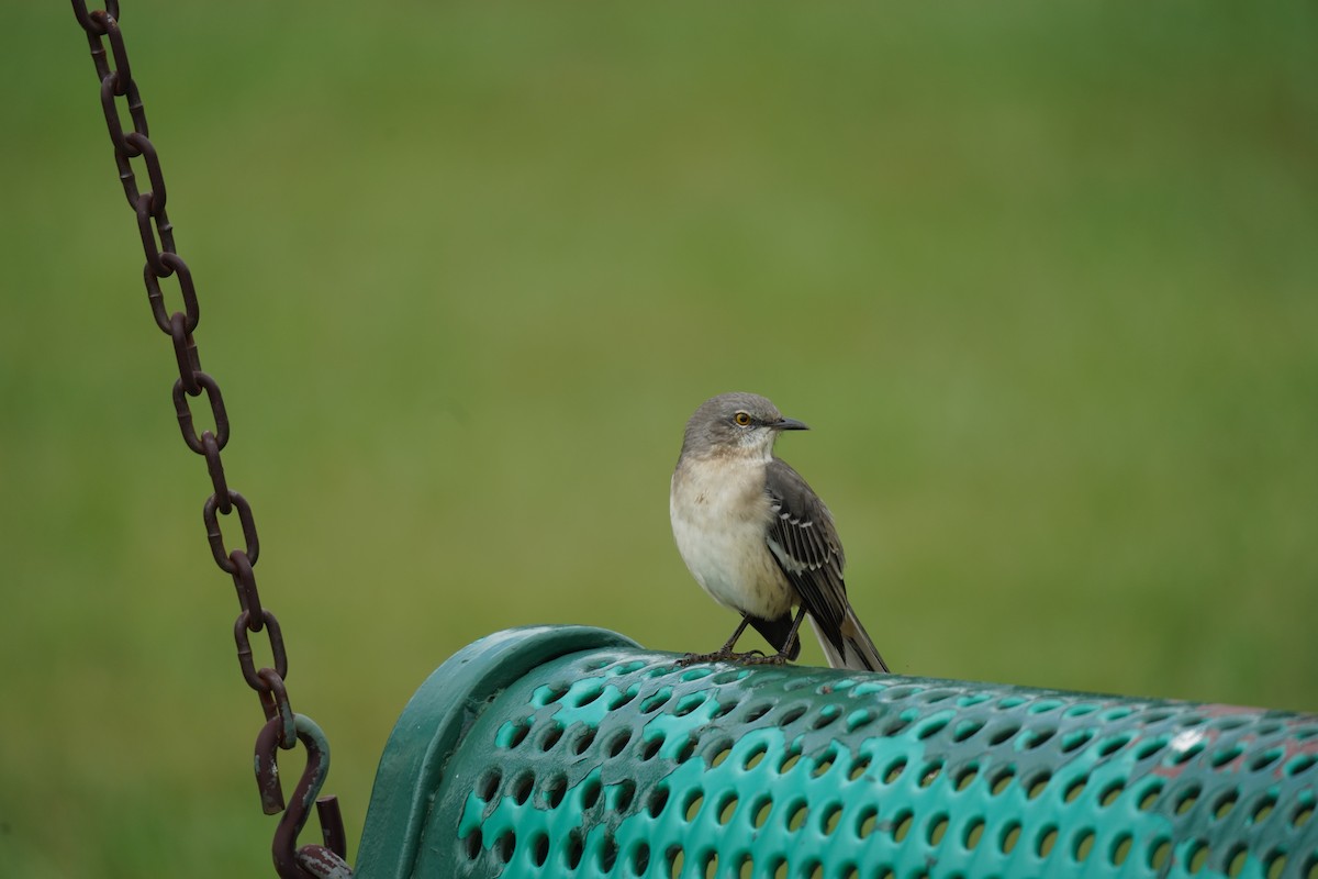Northern Mockingbird - ML624469685