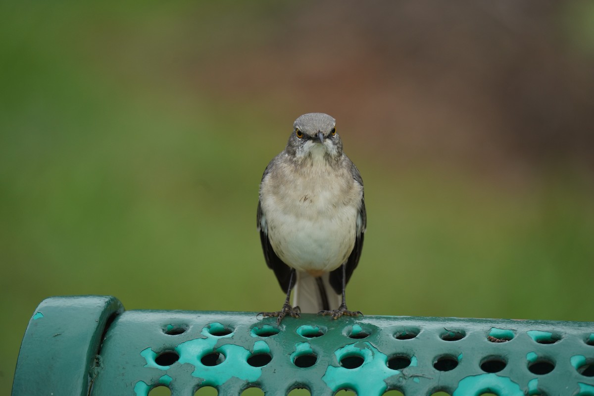 Northern Mockingbird - ML624469686