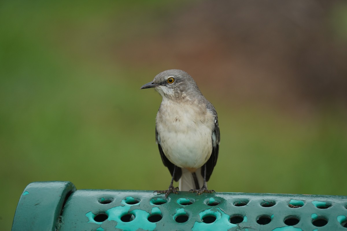 Northern Mockingbird - ML624469687
