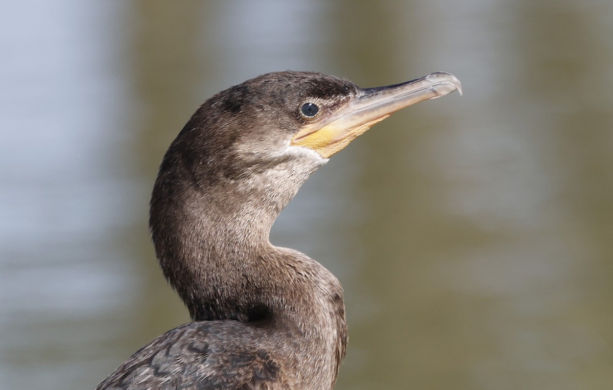 Neotropic Cormorant - ML624469721
