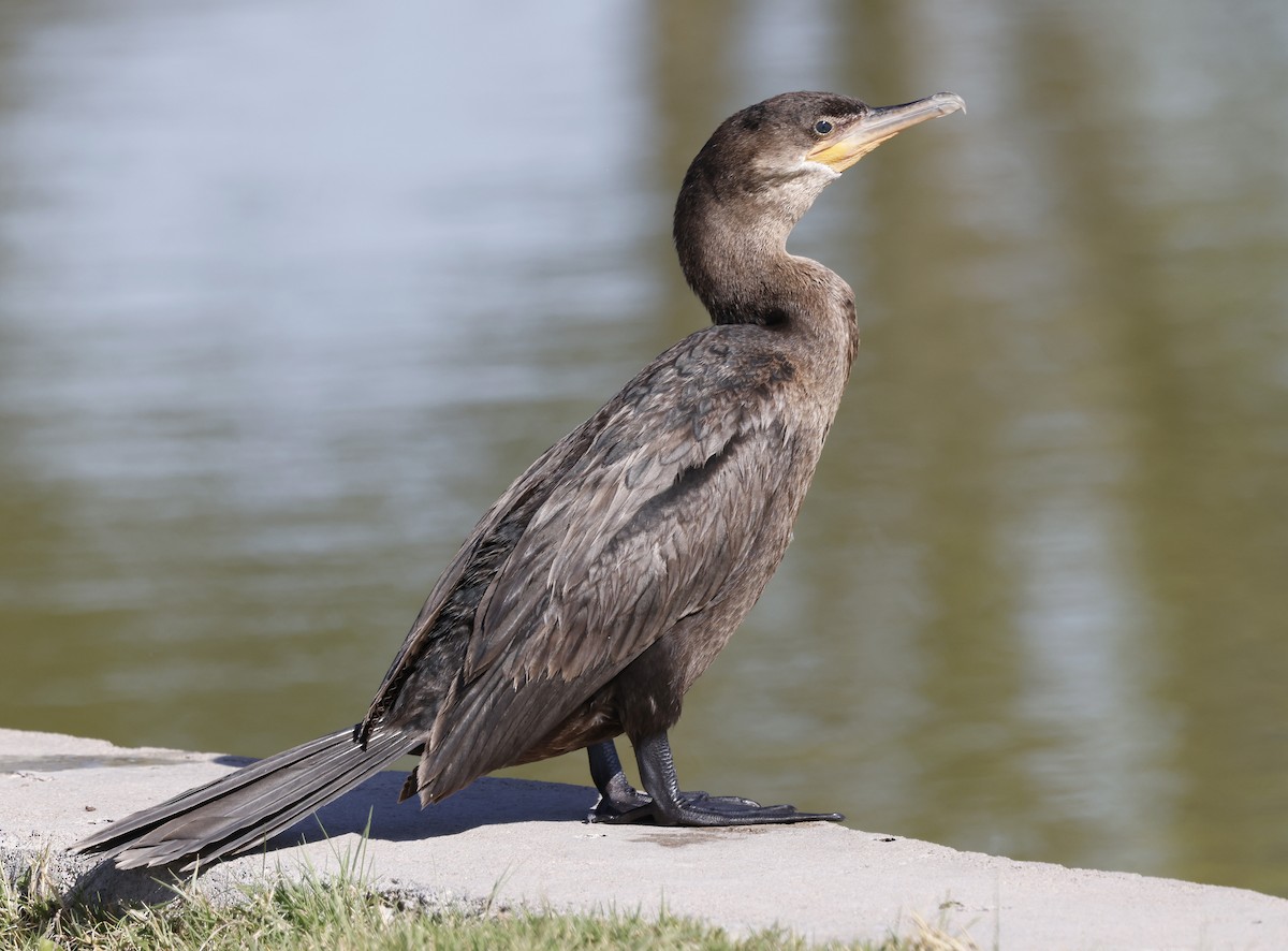 Neotropic Cormorant - ML624469723