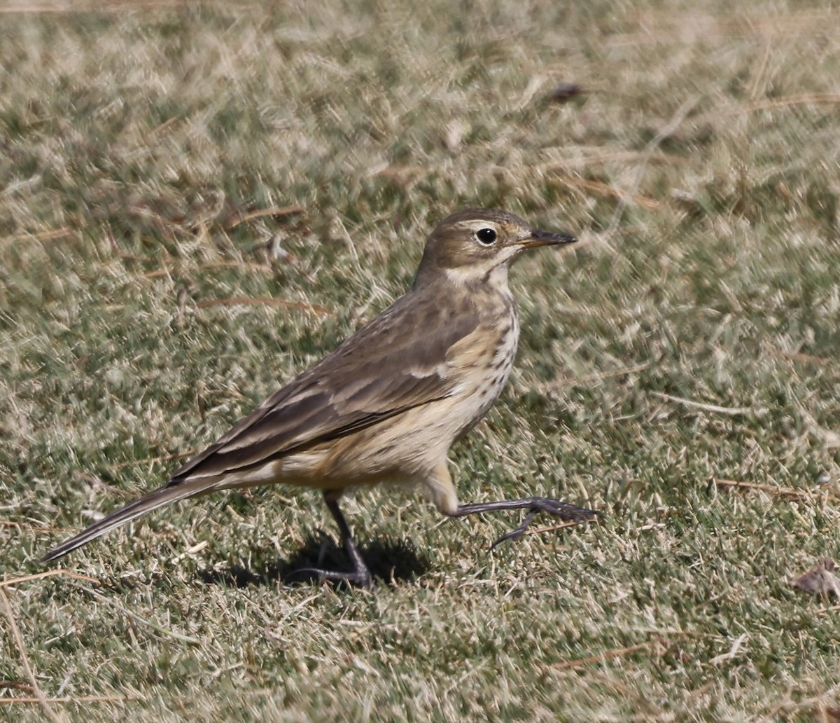 פפיון אמריקני - ML624469731