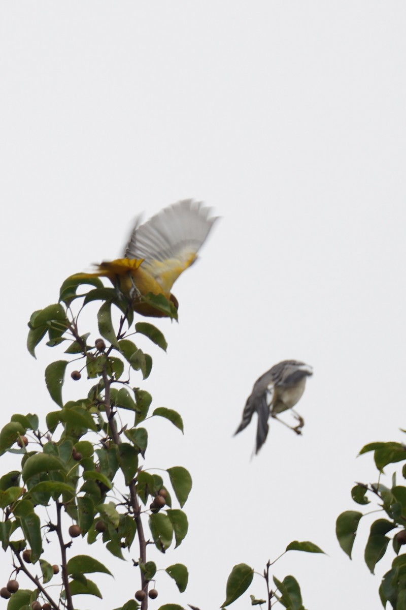 Baltimore Oriole - ML624469742